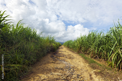 Dirt road through sugar cane plantation