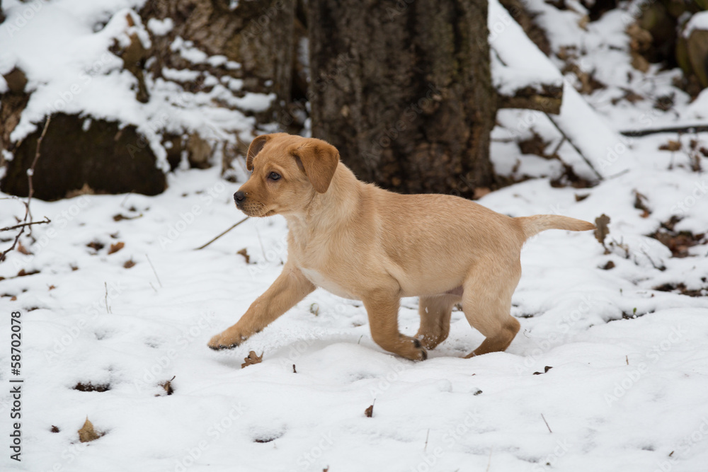 Welpe im Schnee