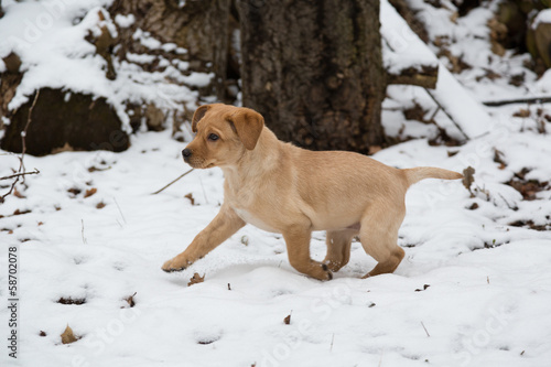 Welpe im Schnee