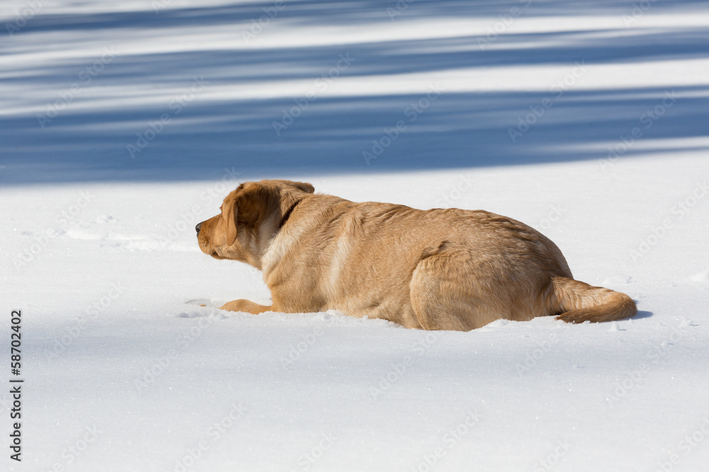junger Labrador lauert im Schnee junger Labrador lauert im Schnee
