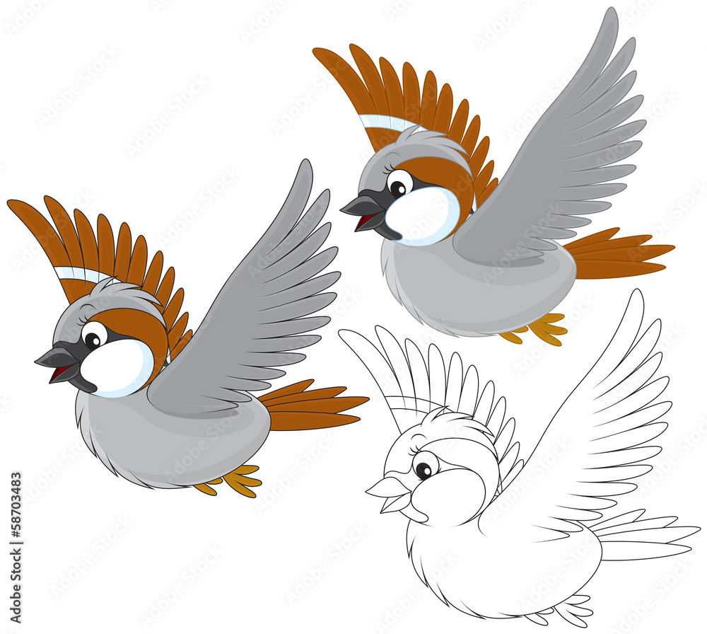 Little sparrow flying Little sparrow flying