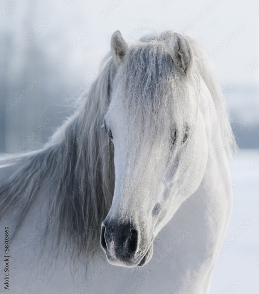 Fototapeta premium White Welsh pony