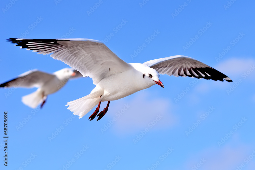 Fototapeta premium seagulls