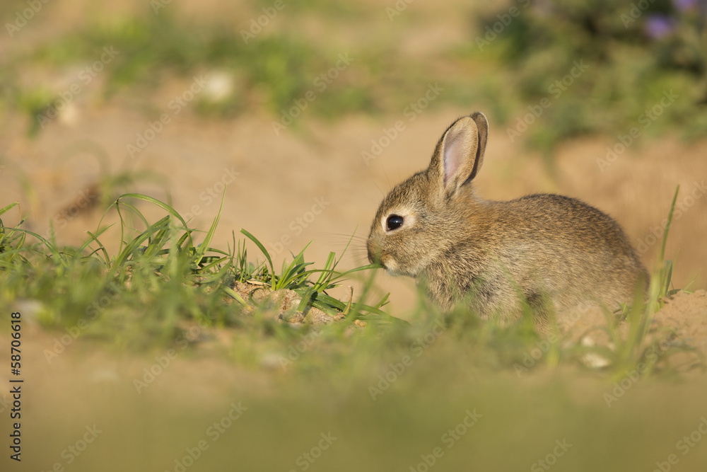 Young wild rabbit Young wild rabbit