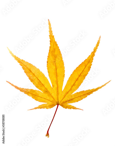 Autumn yellow leaf xxxl size.