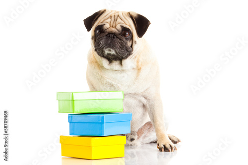 pug dog boxes isolated on white background, gift © nemez210769