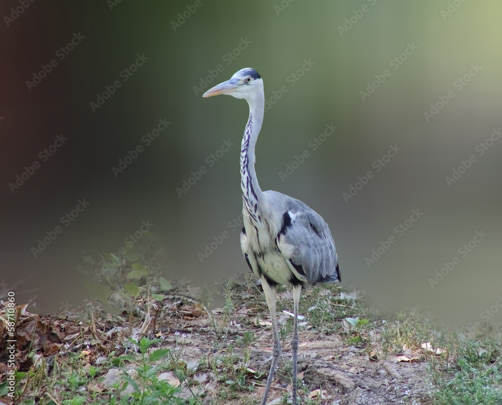 Fototapeta premium heron