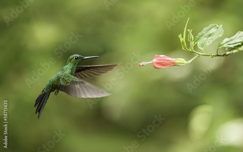Hummingbird-Green Breasted Mango © William Berry
