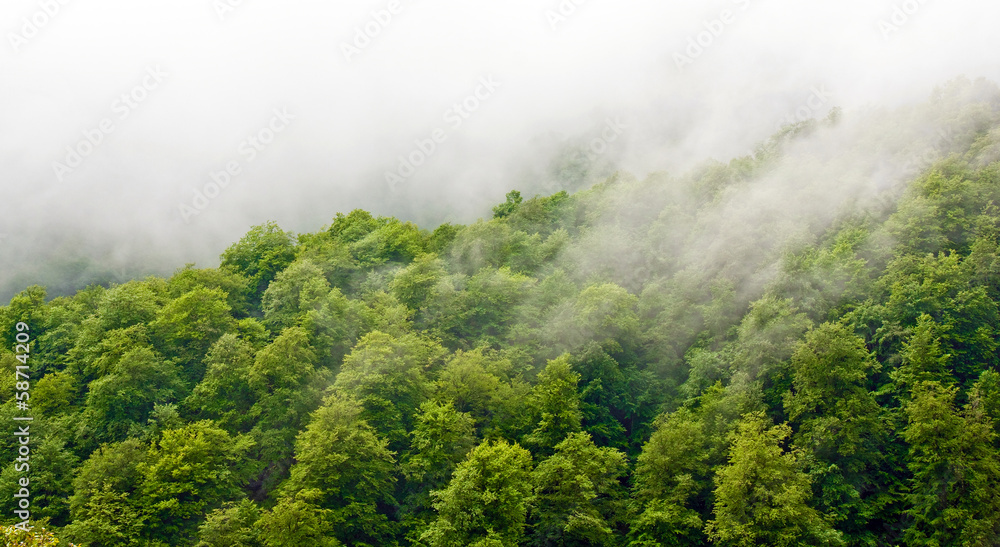 Gorgeous green forest in the fog after rain Gorgeous green forest in the fog after rain