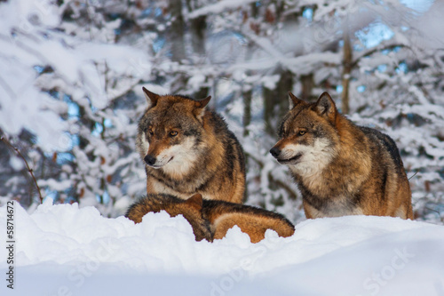 wolf © jurra8