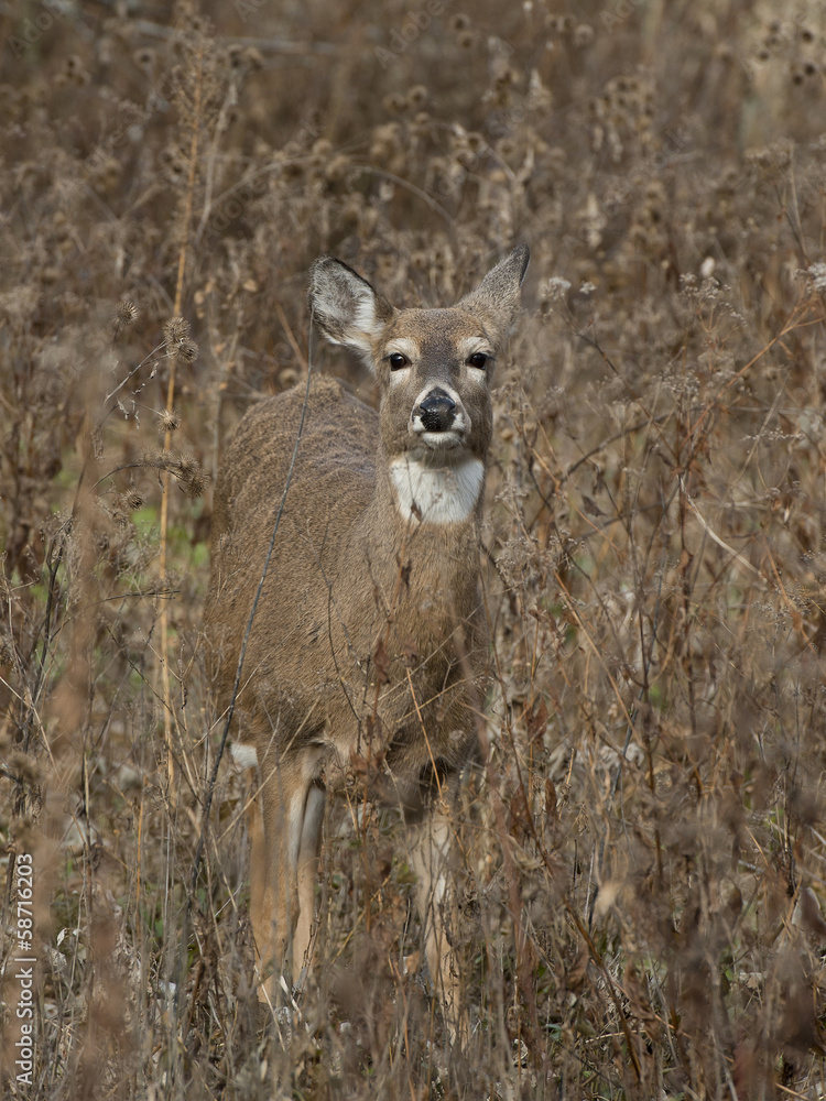 Obraz premium Whitetail Deer doe in tall grass
