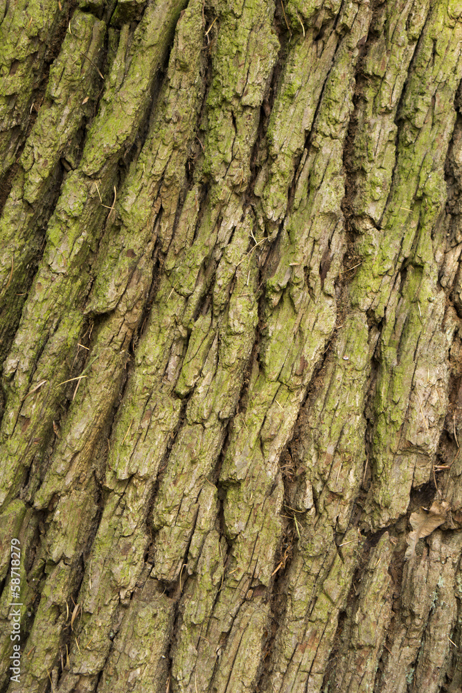 Closeup of atree trunk Closeup of atree trunk