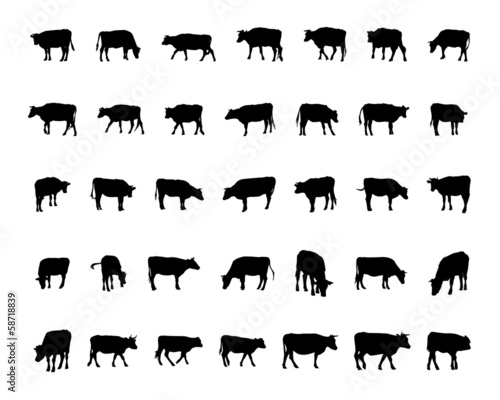 Obraz na plátne Vector of cow / dairy cattle Silhouettes
