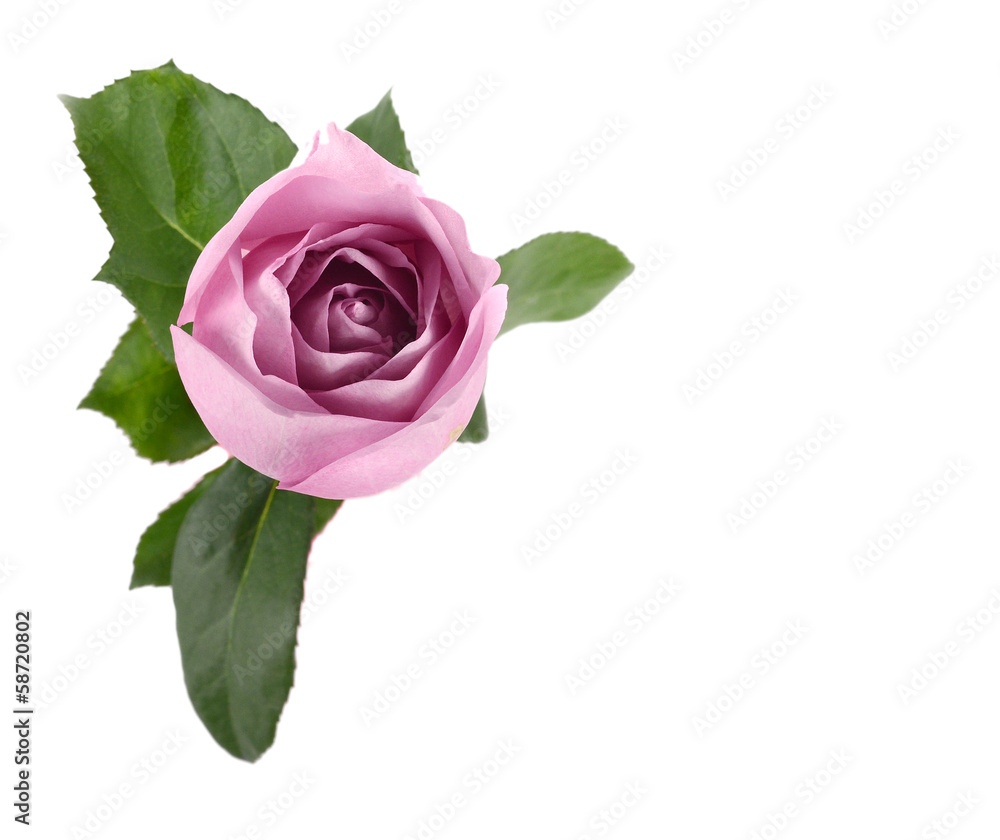 Purple rose in vase Purple rose in vase