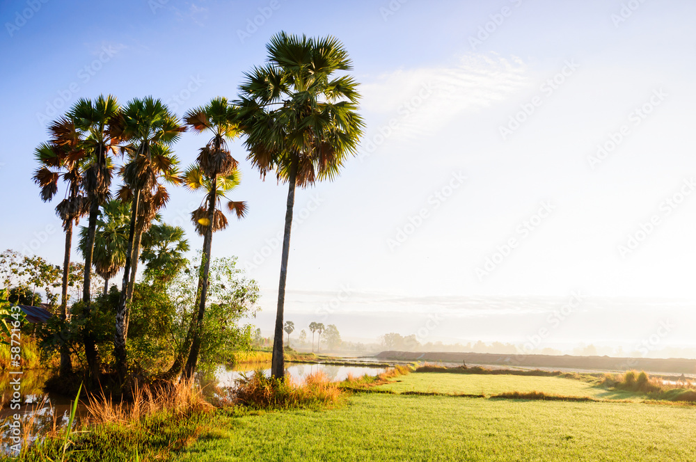 Fototapeta premium Green Rice Field