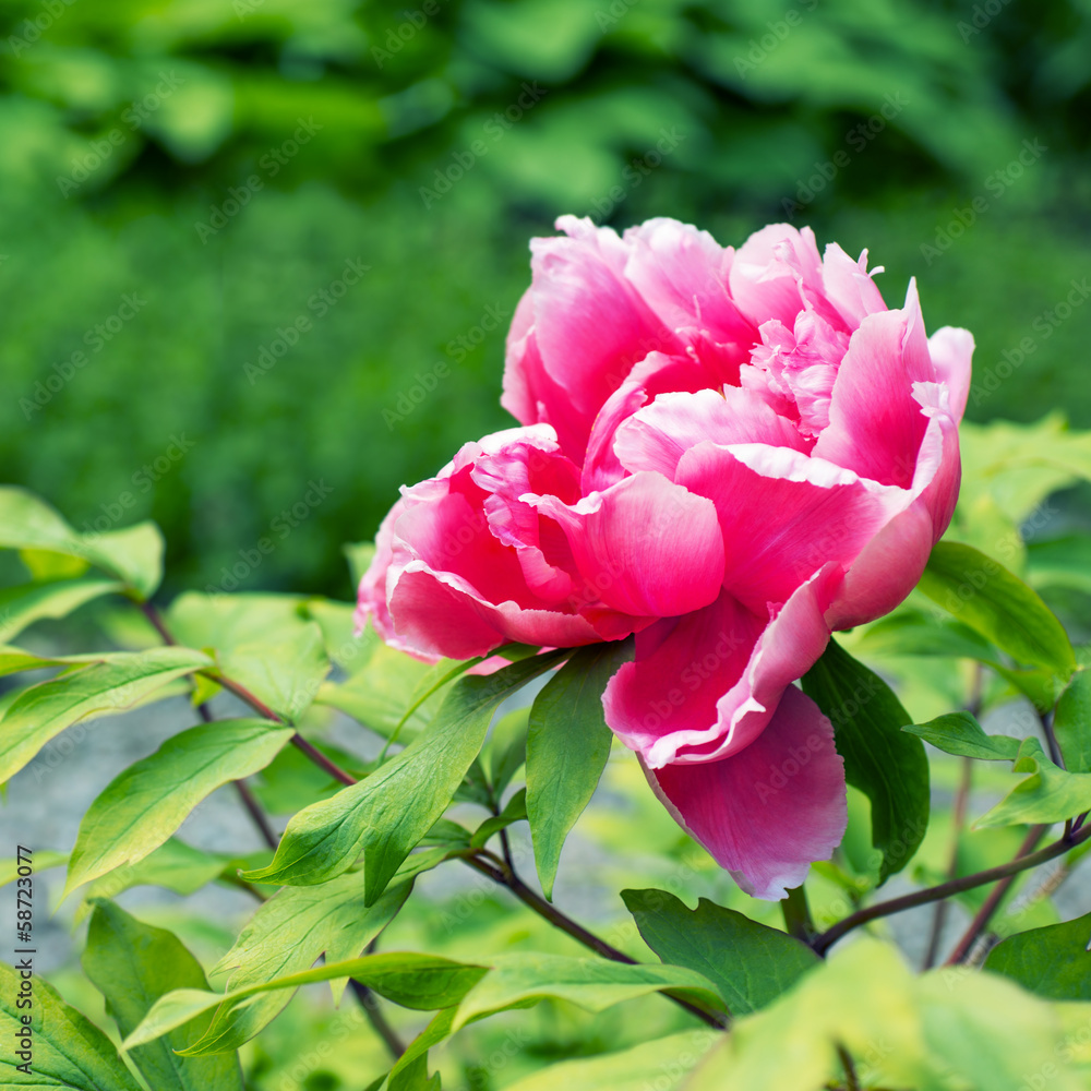 Obraz premium Pink peony flower