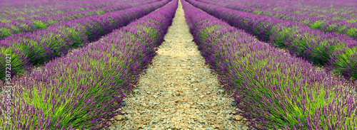 lavender field