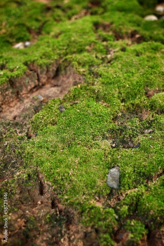 green moss ure.