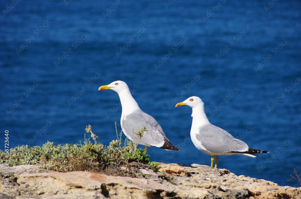 Moewe - gull 21 Moewe - gull 21