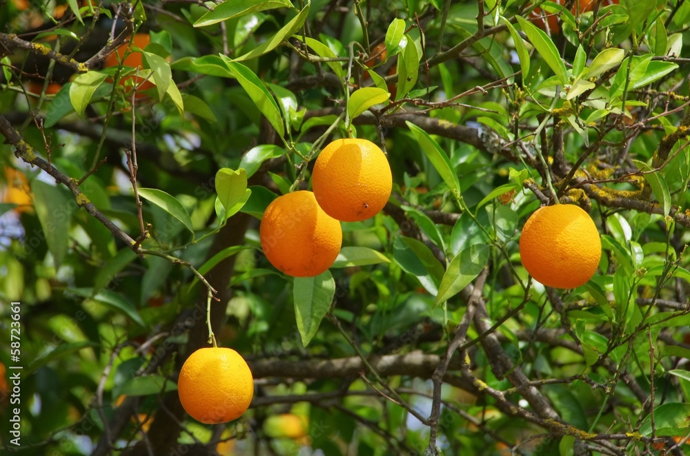 Orange am Baum - orange fruit on tree 14 Orange am Baum - orange fruit on tree 14