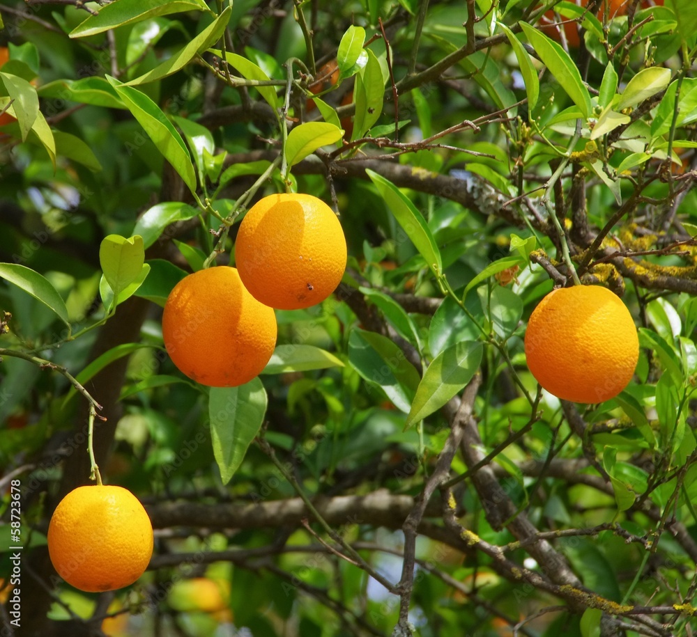 Orange am Baum - orange fruit on tree 15 Orange am Baum - orange fruit on tree 15