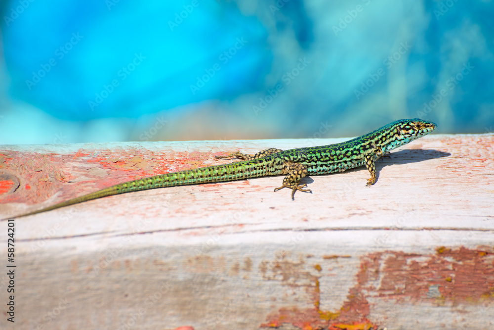 Fototapeta premium Formentera lizard Podarcis pityusensis formenterae