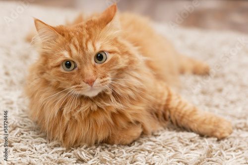 Fototapeta Naklejka Na Ścianę i Meble -  fluffy cat