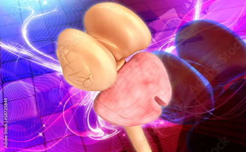 Принти на полотні Thalamus Spinal cord and Cerebellum