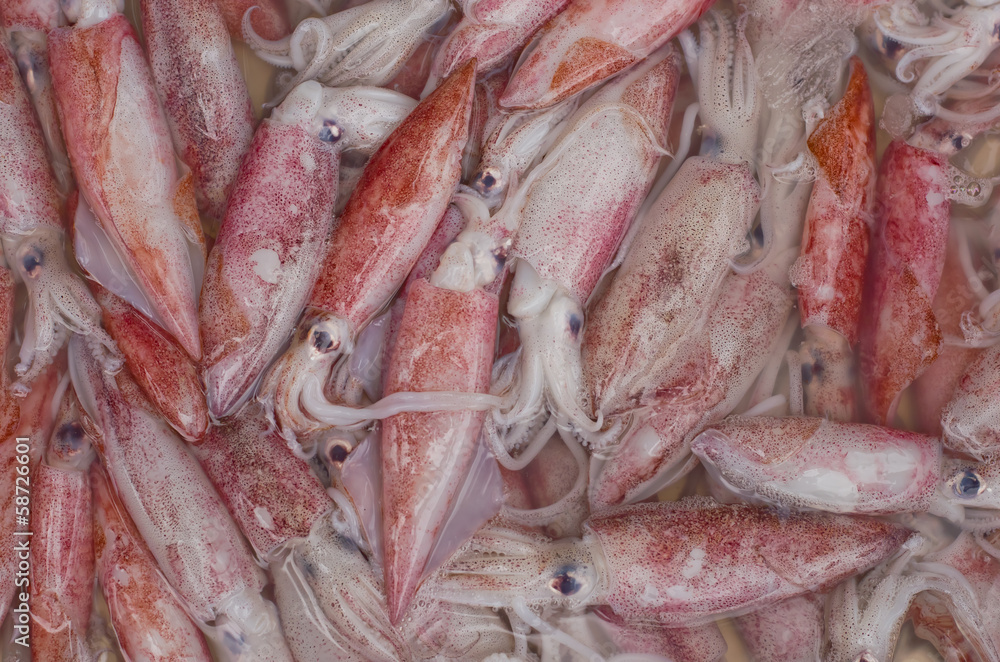 Squid in the market Squid in the market