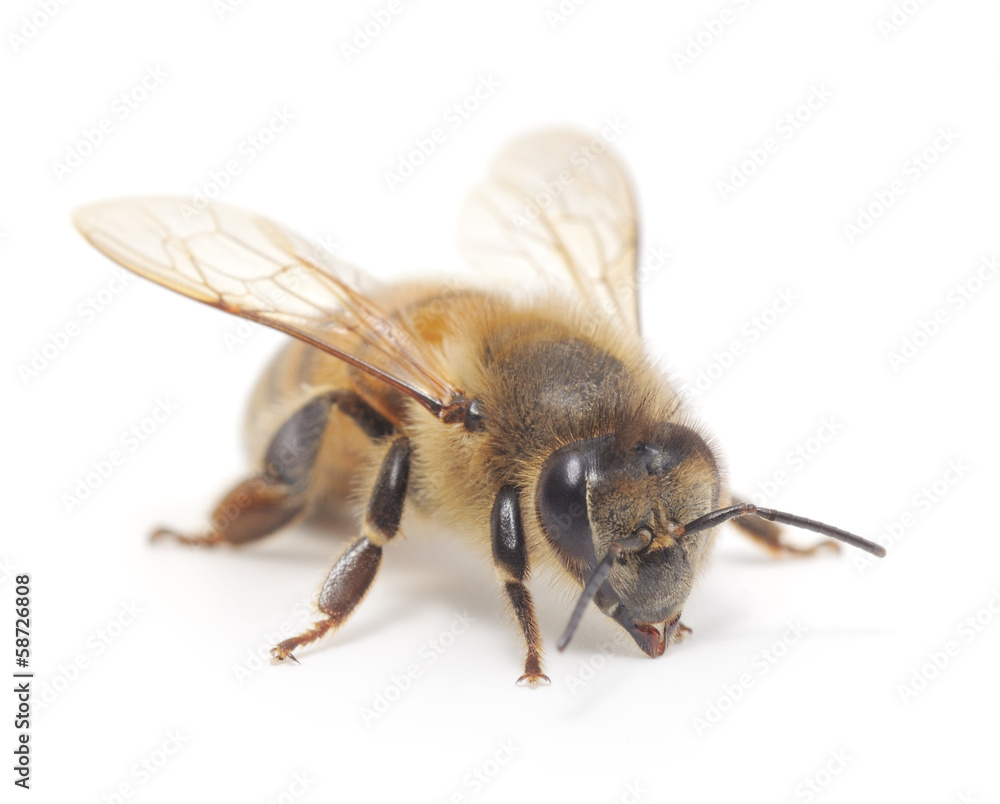 honeybee honeybee