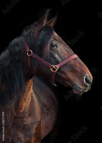 Portrait of wonderful bay sportive stallion