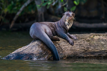 Giant otter standing on log in the peruvian Amazon jungle at Mad