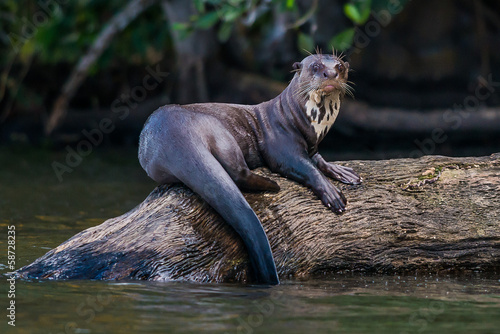 Giant otter standing on log in the peruvian Amazon jungle at Mad