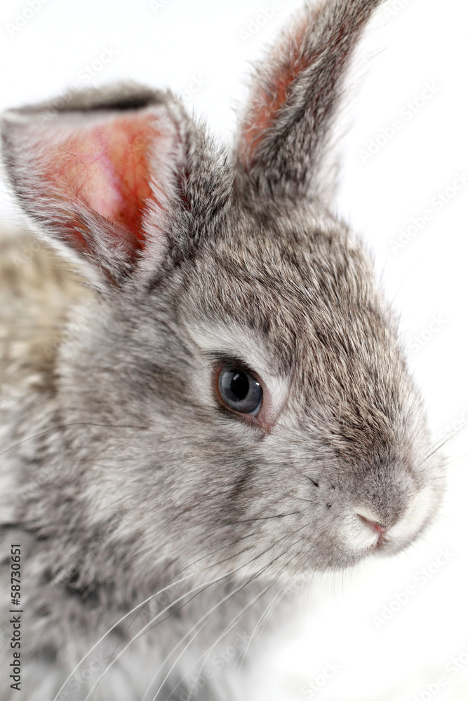 Obraz premium Gray rabbit