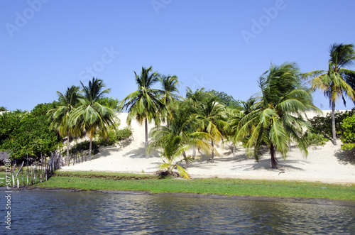 Palm and beach in Jericoacoara in Brazil