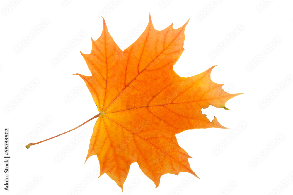 Maple leaf Maple leaf