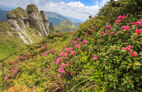 Pink mountain flowers and geological formations,Ciucas mountains
