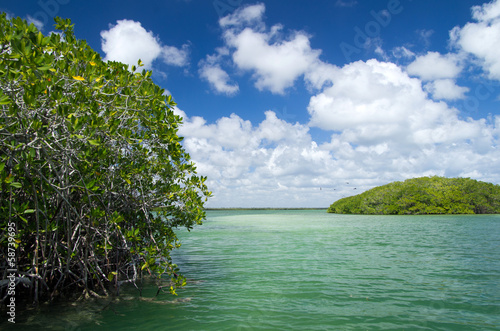 mangrove trees in sea
