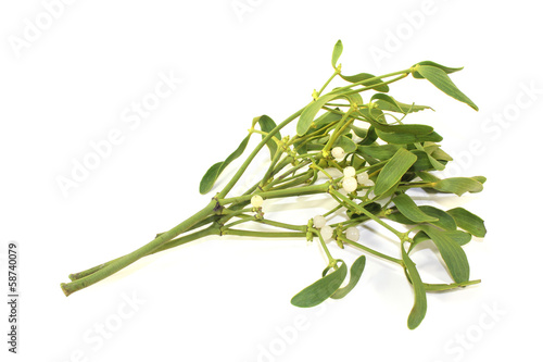 Mistelzweig mit Beeren