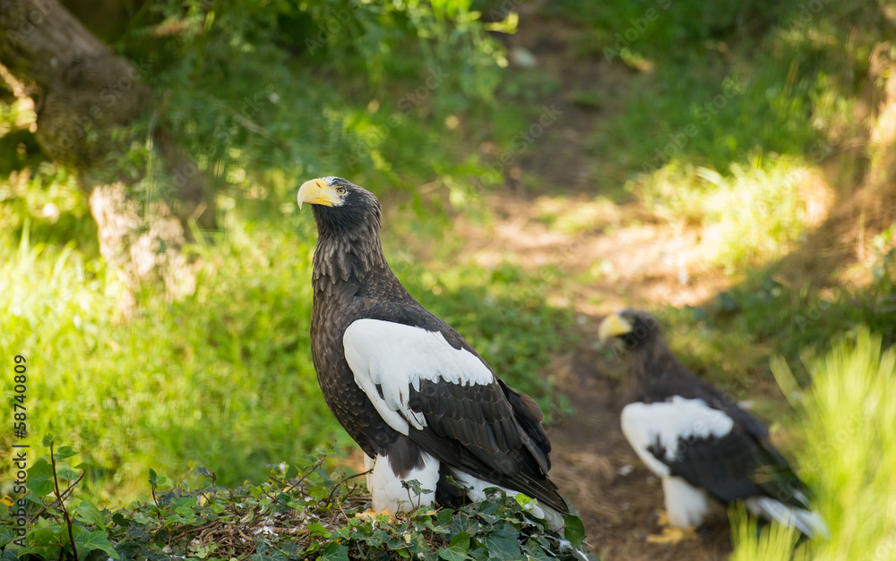 Fototapeta premium hawk