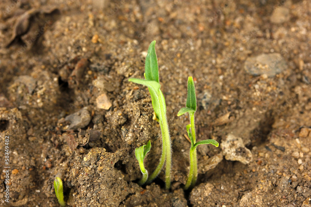 Fototapeta premium Green seedling growing from soil close-up.