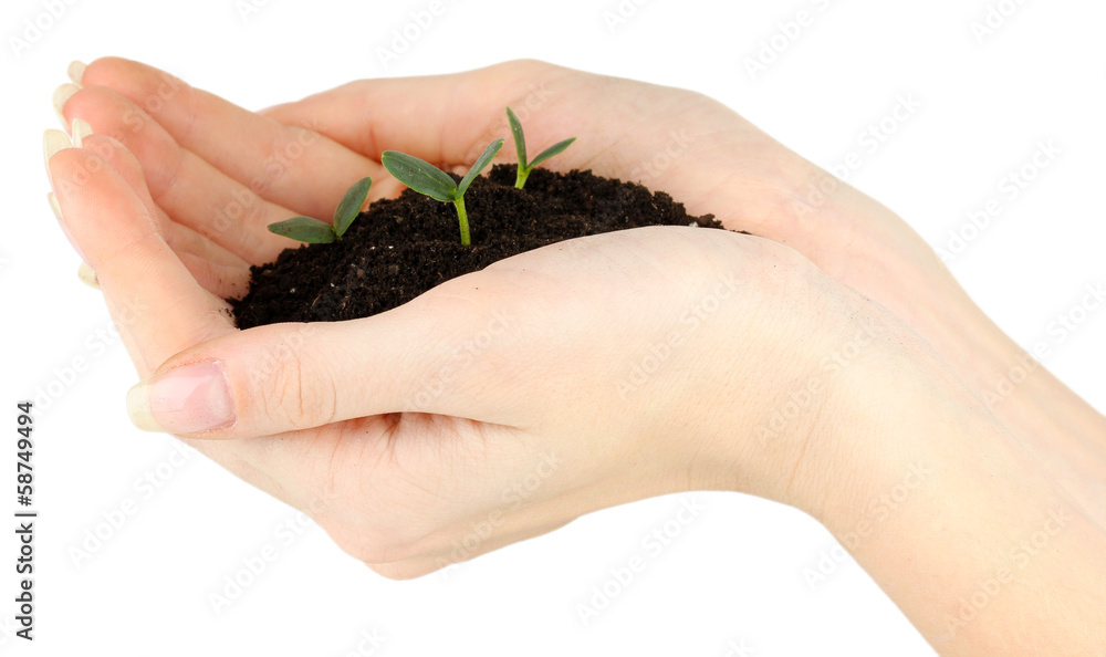 Green seedling growing from soil.in hands Green seedling growing from soil.in hands