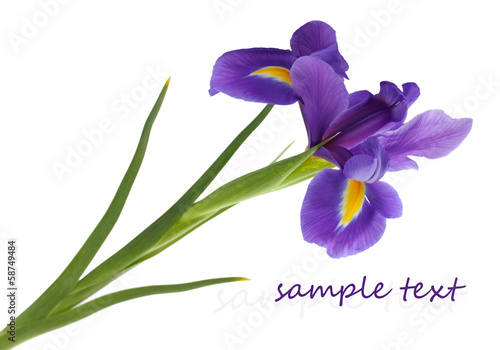 Fototapeta Naklejka Na Ścianę i Meble -  Purple iris flower, isolated on white