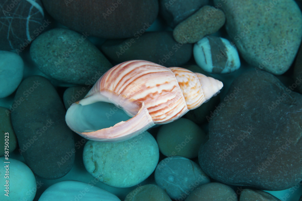 Sea bottom with shells and stones Sea bottom with shells and stones