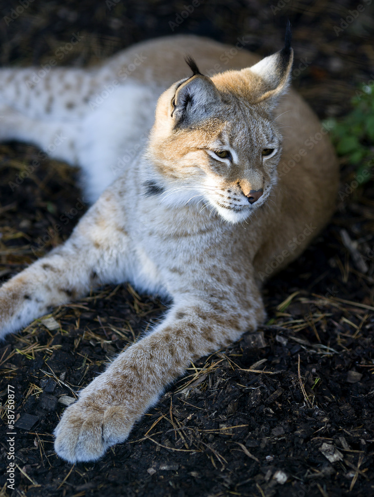 Northern lynx luxuriates in the rays of a sun at sunset