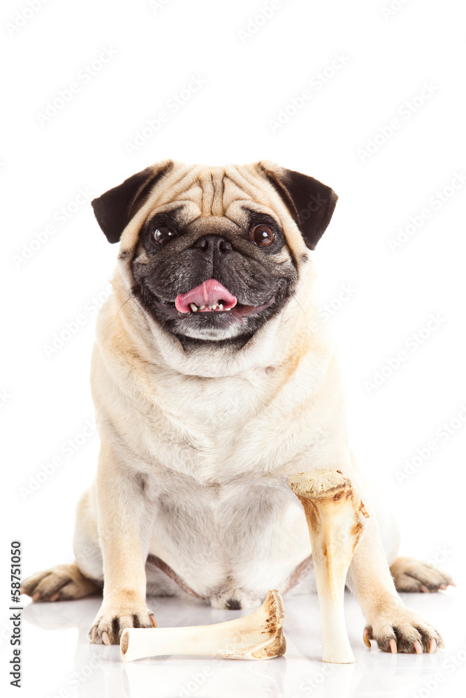 pug dog bone isolated on white background,