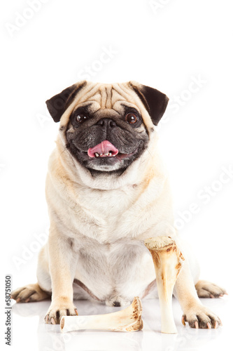 pug dog bone isolated on white background, © nemez210769