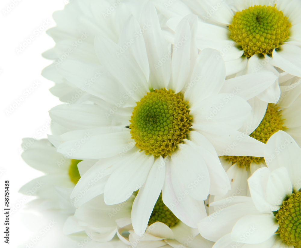 Fototapeta premium Beautiful white chrysanthemum isolated on white