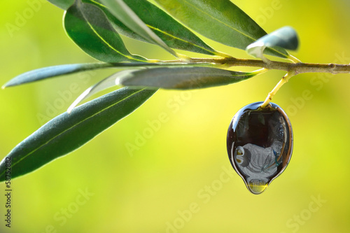 Olive with oil drop closeup, concept of fresh olive oil