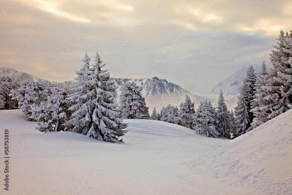 Fototapeta premium Winter forest